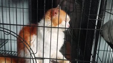 Kafeste beyaz ve turuncu bir Angora kedisi görülüyor..