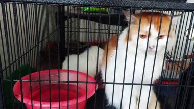 Soğuk, katı bir demir kafese hapsedilmiş muhteşem bir Türk Angora kedisi..