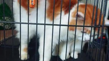 Soğuk, katı bir demir kafese hapsedilmiş muhteşem bir Türk Angora kedisi..