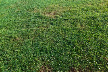 Yeşil Çimen deseni güneş ışığına maruz kaldı