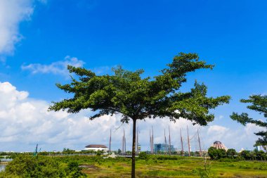 Gün boyunca yemyeşil yapraklarla bir ağaç dimdik ayakta duruyor..
