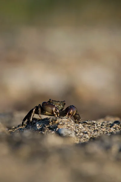 Yengeç kadar Isınma