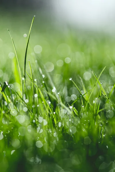 Taze yeşil çimenler