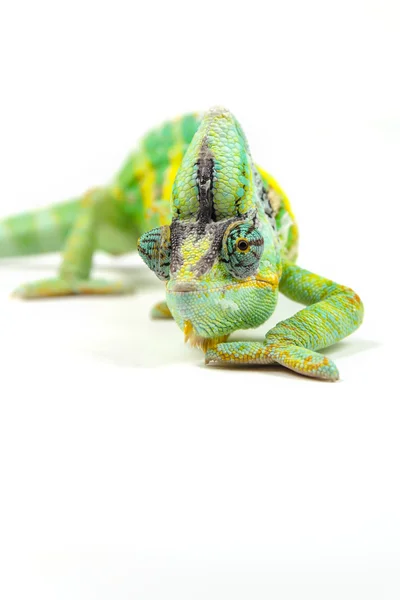 Beyaz arka plan üzerinde Yemen bukalemun