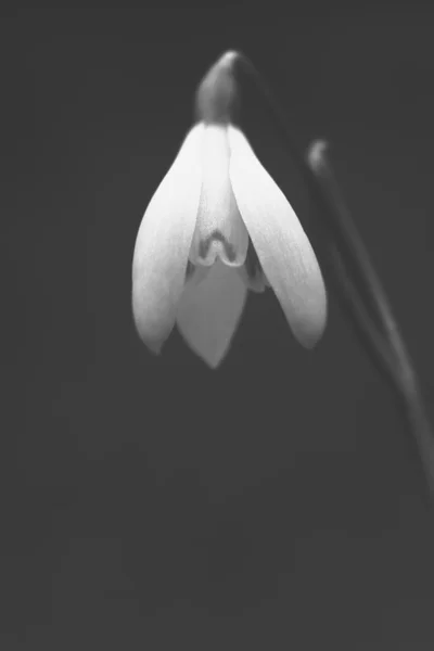 Güzel, yumuşak kardelen