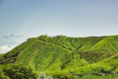 Splendid background or desktop with bright green vegetation against a blue sky.