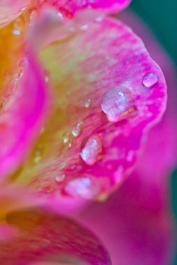 Gorgeous macro shot of a beautiful pink and yellow rose with water drops
