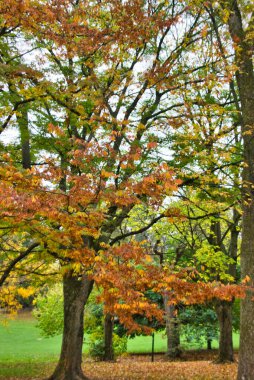 Parkta renkli sonbahar yaprakları, muhteşem yapraklar güzel bir arkaplan ya da masaüstü oluşturur.