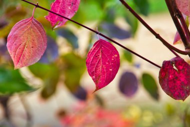 Gorgeous red autumn leaves on a branch