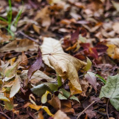 A carpet of autumn leaves on the ground: abstract desktop.