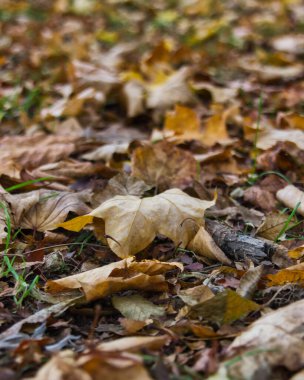 A tide of autumn leaves in the forest: brown natural background or desktop.