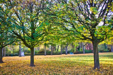 Brüksel 'deki parkta sonbahar ağaçları ve yapraklar