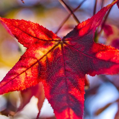 Awesome red autumn maple background