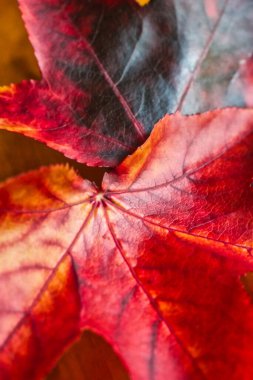 Gorgeous red autumn leaf on a background of a wooden board