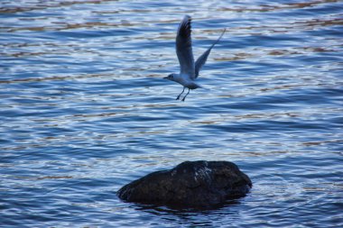 Hareketli resim: Gölün sularında uçan ve bir kayanın üzerine inen bir martı..