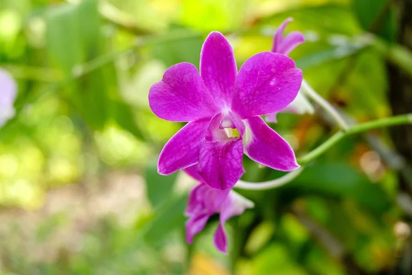 Flores de orquídea están floreciendo . —  Fotos de Stock