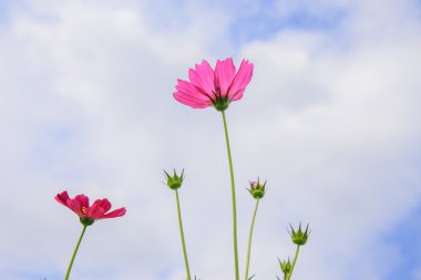 Cosmos çiçek ve alttan görünüm.