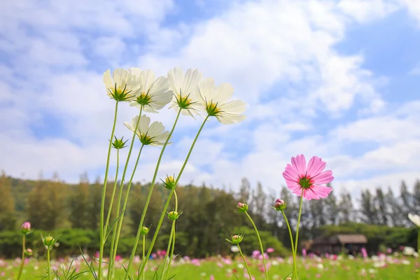 Cosmos çiçek ve alttan görünüm. — Stok fotoğraf