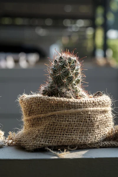 Cactus dans un sac . — Photo