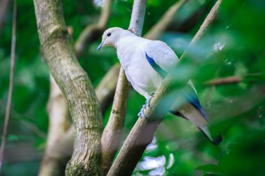 Bunu uçakta Şubesi