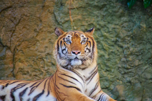 Королевский тигр . — стоковое фото