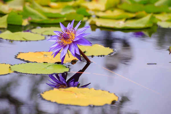 Lótus roxo e pólen amarelo . — Fotografia de Stock