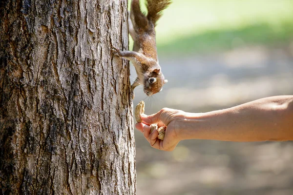 Looking to feeding Squirrel. — Stock Photo, Image