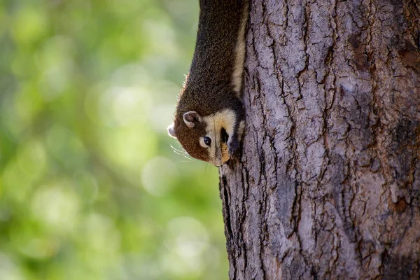 Eichhörnchen fressen Nuss. — Stockfoto