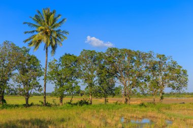 Sırt boyunca ağaçlar