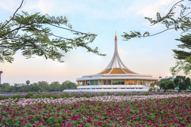 Kozmos çiçekleri Bahçe.