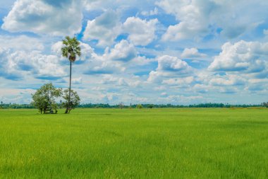 Şeker palm tarlasında