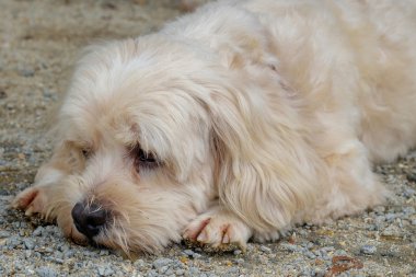 Uyuyan köpek