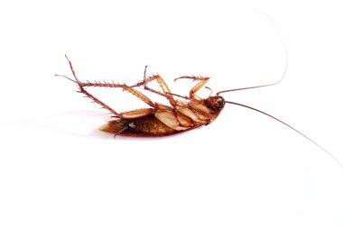 Ölü roach leşleri.