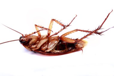 Ölü roach leşleri.