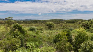 Yaz yeşil büyümüş ağaçların 
