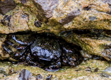 Taşlar arasında Yengeç gizle