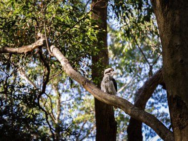 Ahmak bir ağacında Avustralya, Nsw