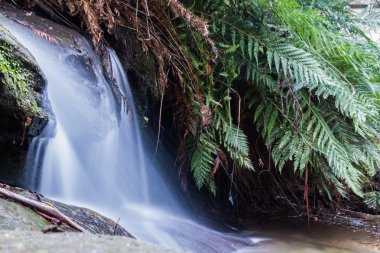 Şelale Blue Mountains, Nsw Avustralya için