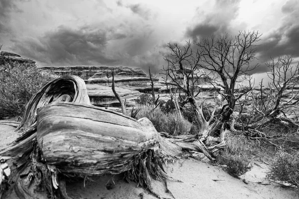 Vecchio albero nella Valle degli Stati Uniti, in bianco e nero — Foto Stock