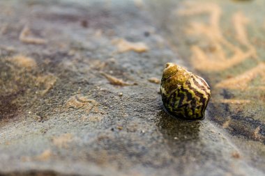 yalnızcıl yengeç kabuk kayaların üzerinde gizli
