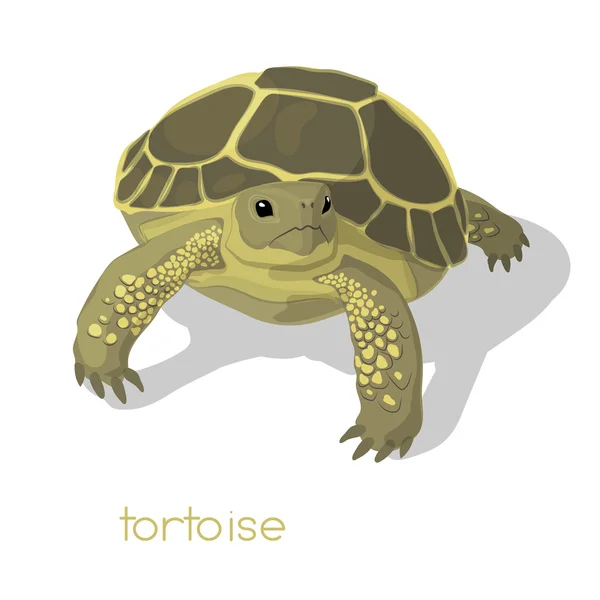 RGBTortoise básica proyecta una sombra — Vector de stock