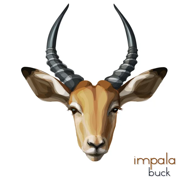 Impala colorata faccia pittura realistica . — Vettoriale Stock