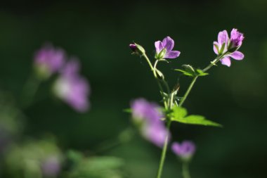 vahşi doğada mor çiçekler