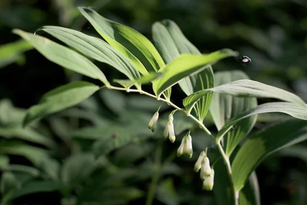 Polygonatum na natureza selvagem — Fotografia de Stock