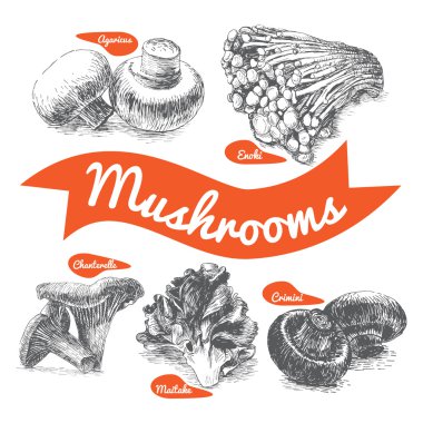 Vektör Set #2 mantar resimli. Açıklayıcı türlü mantar