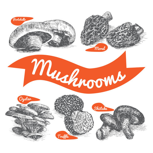 Vector illustrated Set #1 of Mushrooms. Illustrative sorts of mushrooms