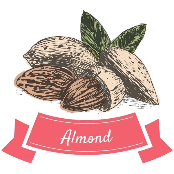 Ilustração colorida vetorial de amendoins —  Vetores de Stock