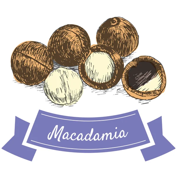 Vektor bunte Illustration von Macadamia-Nüssen — Stockvektor