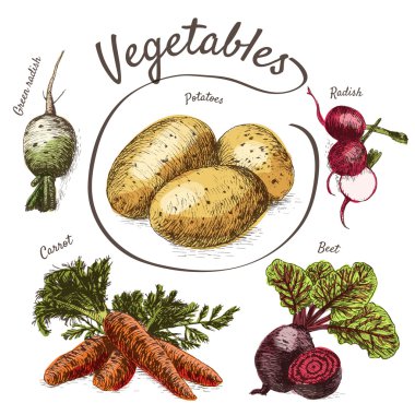 Vektör illüstrasyon sebze ile renkli set