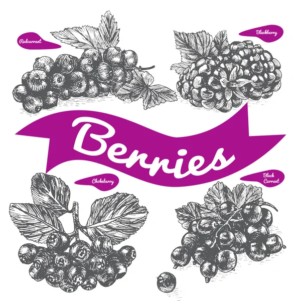 Vector illustration black and white set with berries — Stock Vector